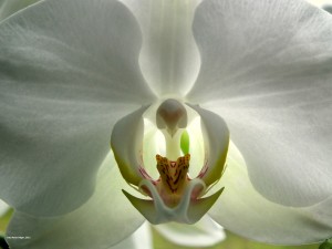 Orchid, source: http://all-free-download.com/free-photos/download/white_orchid_200321.html