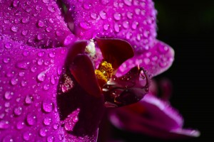 Orchid, source: http://all-free-download.com/free-photos/download/orchid_purple_flower_230755.html